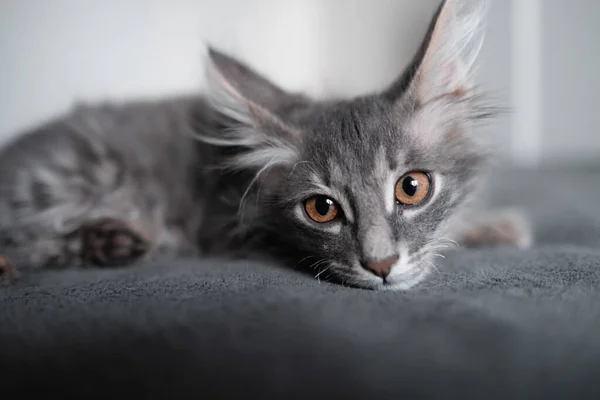 かわいいグレーの子猫は灰色の遊びに座っています 愛らしい子猫が居心地の良い雰囲気の毛布の上に横たわっています — ストック写真