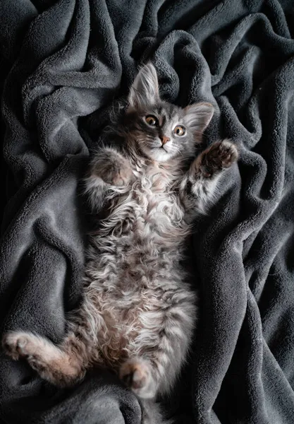 Gatinho Cinza Bonito Dorme Uma Planície Cinza Gatinho Adorável Está — Fotografia de Stock