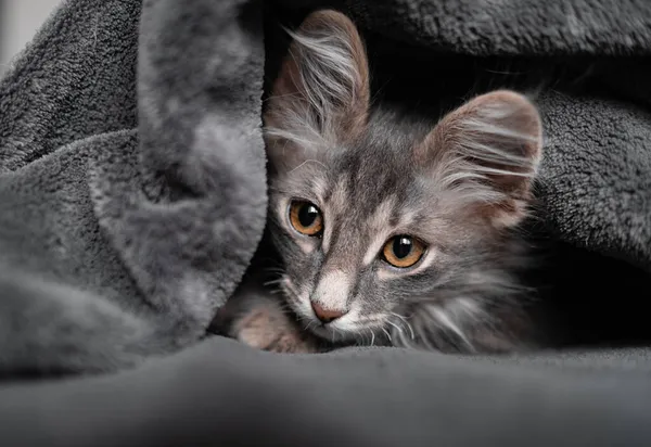 一只可爱的灰色小猫坐在灰色毛毯下 一只可爱的小猫躺在舒适的毛毯上 — 图库照片