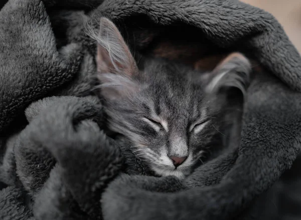 Şirin Gri Kedi Yavrusu Gri Bir Ekose Üzerinde Uyuyor Şirin — Stok fotoğraf