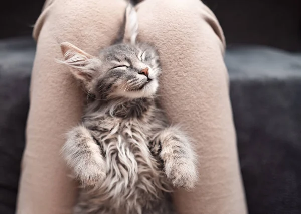 Şirin Gri Bir Kedi Yavrusu Sahibinin Üzerinde Tatlı Tatlı Uyur — Stok fotoğraf