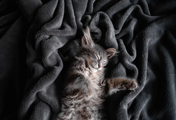 可爱的灰色小猫睡在灰色格子花上 一只可爱的小猫咪躺在舒适的气氛中的毛毯上 — 图库照片