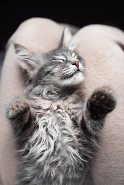 A cute gray kitten sleeps sweetly on its owner. A beautiful pet in a cozy atmosphere of neutral tones. Vertical photo.
