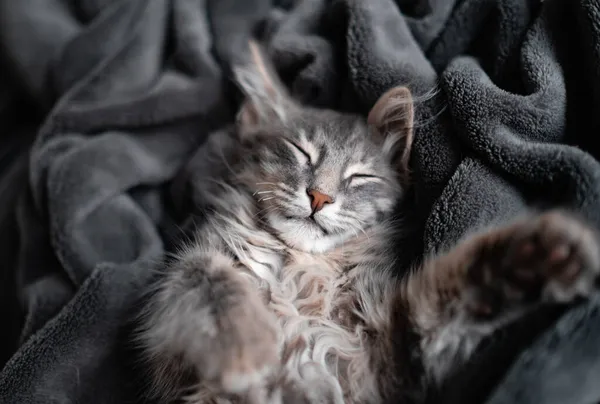 Cute Gray Kitten Sleeps Gray Plaid Adorable Little Cat Lies — Stock Photo, Image