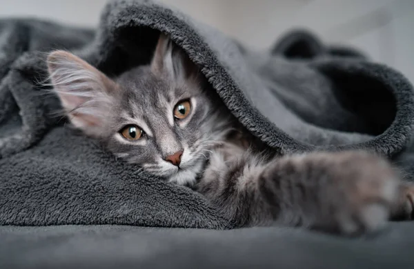 Cute Gray Kitten Sits Gray Plaid Adorable Kitten Lies Blanket — Stock Photo, Image