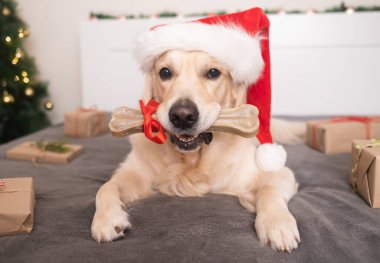 Noel Baba şapkası takan bir köpek hediye kemiğini noel ağacının yanında saklar. Evcil bir hayvanla Noel kartı. Golden Retriever rahat ve şenlikli bir atmosferde oturuyor..