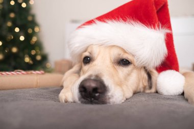 Noel Baba şapkalı bir köpek noel hediyesi olan bir Noel ağacının yanında yatıyor. Evcil bir hayvanla Noel kartı. Golden Retriever rahat ve şenlikli bir atmosferde uyuyor..