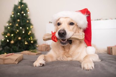 Noel Baba şapkası takan bir köpek hediye kemiğini noel ağacının yanında saklar. Evcil bir hayvanla Noel kartı. Golden Retriever rahat ve şenlikli bir atmosferde oturuyor..