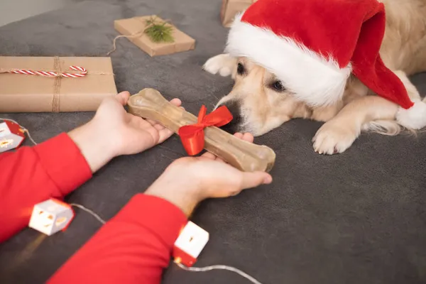 Man Gives His Dog Bone Christmas Golden Retriever Santa Claus — Stock Photo, Image