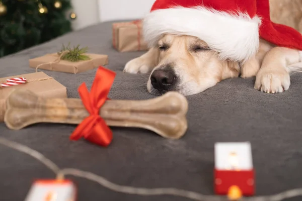 Ein Hund Mit Weihnachtsmannmütze Hält Sein Geschenkknochen Neben Dem Weihnachtsbaum — Stockfoto