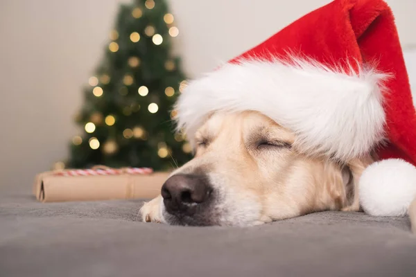 Pes Klobouku Santa Clause Leží Vánočního Stromku Dárky Vánocům Vánoční — Stock fotografie