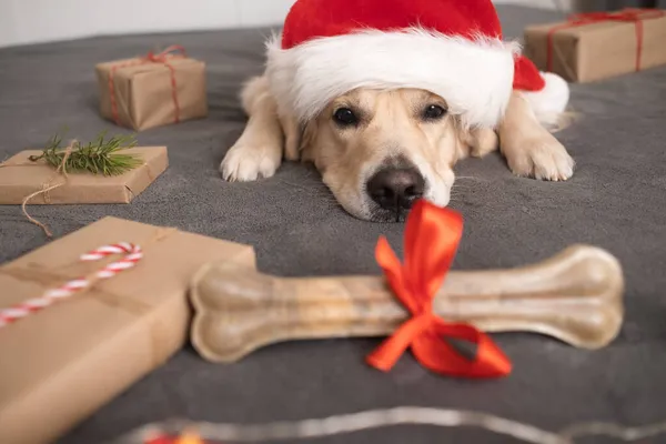 Perro Con Sombrero Santa Claus Sostiene Hueso Regalo Cerca Del —  Fotos de Stock