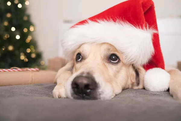 Pies Czapce Świętego Mikołaja Leży Pobliżu Choinki Prezentami Boże Narodzenie — Zdjęcie stockowe