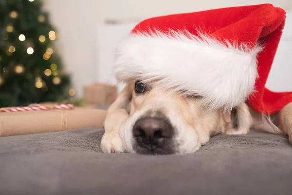 Ένας Σκύλος Καπέλο Βασίλη Κείτεται Κοντά Ένα Χριστουγεννιάτικο Δέντρο Δώρα — Φωτογραφία Αρχείου