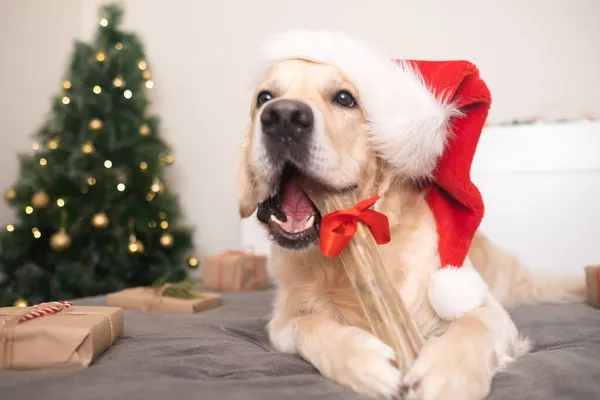 Egy Mikulás Sapkás Kutya Ajándékcsontját Karácsonyfa Mellett Tartja Ajándékokkal Karácsonyra — Stock Fotó