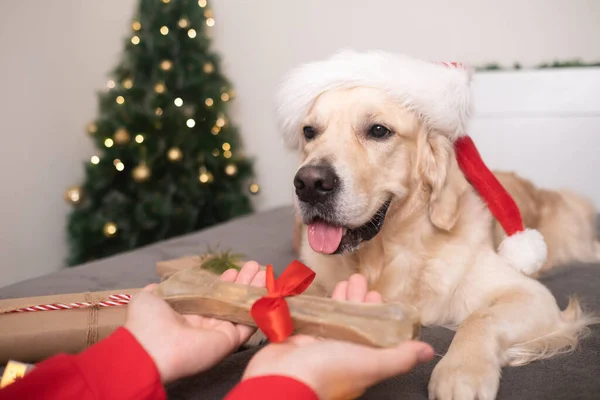 Man Gives His Dog Bone Christmas Golden Retriever Santa Claus — Stock Photo, Image