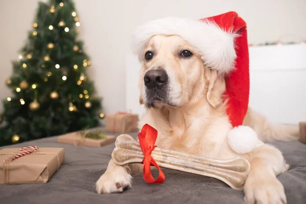 Pies Noszący Czapkę Świętego Mikołaja Trzyma Kość Prezentu Pobliżu Choinki — Zdjęcie stockowe