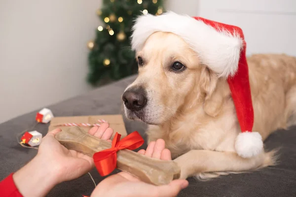 Egy Férfi Csontot Kutyájának Karácsonyra Egy Arany Retriever Egy Mikulás — Stock Fotó