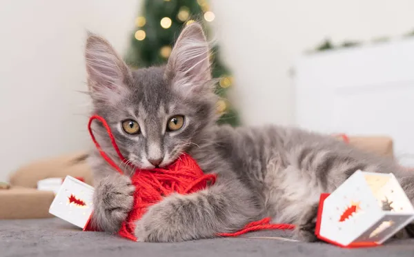 Pequeno Gatinho Engraçado Joga Com Uma Bola Vermelha Corda Para — Fotografia de Stock