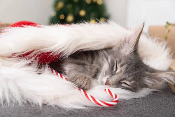 Cute Christmas Kotek Śpi Pobliżu Choinki Szary Kociak Nosi Czapkę — Zdjęcie stockowe