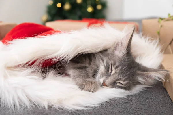 Cute Christmas Kotek Śpi Pobliżu Choinki Szary Kociak Nosi Czapkę — Zdjęcie stockowe