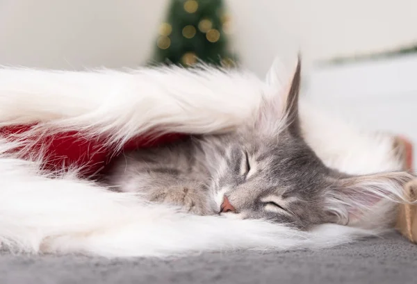 Cute Christmas Kotek Śpi Pobliżu Choinki Szary Kociak Nosi Czapkę — Zdjęcie stockowe