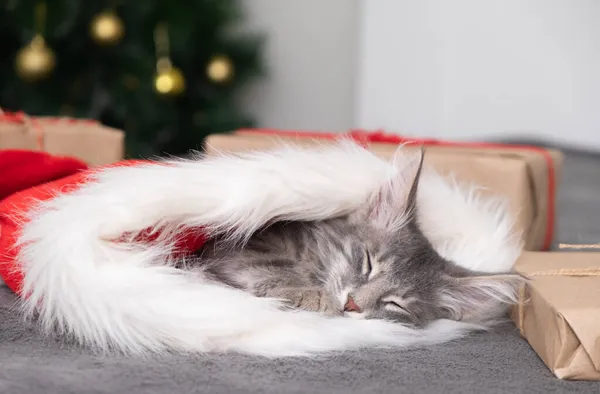 귀여운 크리스마스 고양이는 크리스마스 근처에서 고양이가 클로스 모자를 있습니다 새해와 — 스톡 사진