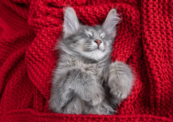 Cute Gray Kitten Sleeps Red Plaid — Stock Photo, Image