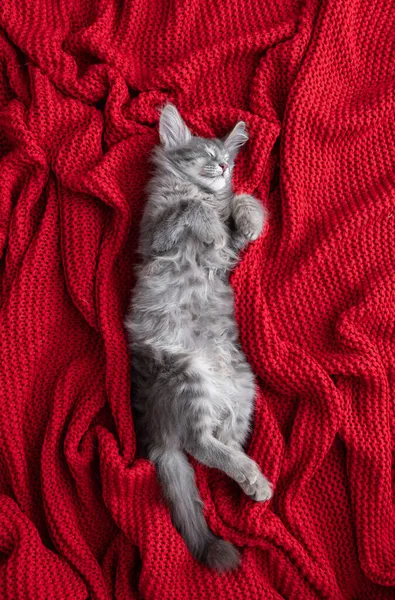 Gatinho Cinza Bonito Dorme Uma Planície Vermelha — Fotografia de Stock