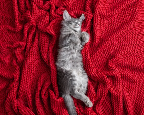 Cute Gray Kitten Sleeps Red Plaid — Stock Photo, Image
