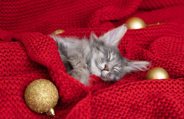 Kotě Vánocům Malé Šedé Kotě Spí Červené Přikrývce Vánoční Výzdobou — Stock fotografie