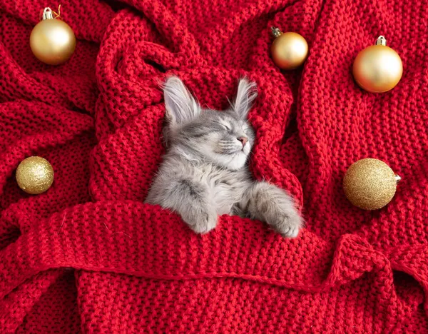 Kotek Święta Mały Szary Kotek Śpi Czerwonym Kocu Dekoracjami Świątecznymi — Zdjęcie stockowe