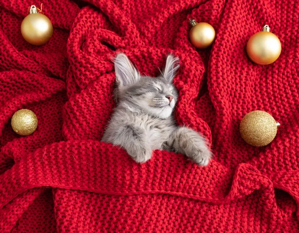 Noel için kedi yavrusu. Küçük gri bir kedi yavrusu Noel süsleriyle kırmızı bir battaniyenin üzerinde uyur. Noel ve Yeni Yıl için evcil hayvanı olan bir kartpostal..