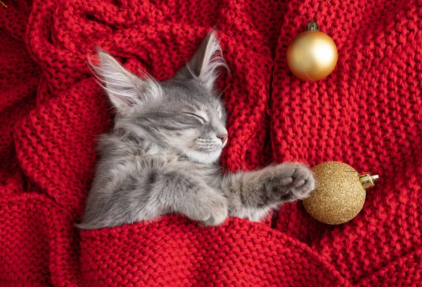 Kotě Vánocům Malé Šedé Kotě Spí Červené Přikrývce Vánoční Výzdobou — Stock fotografie