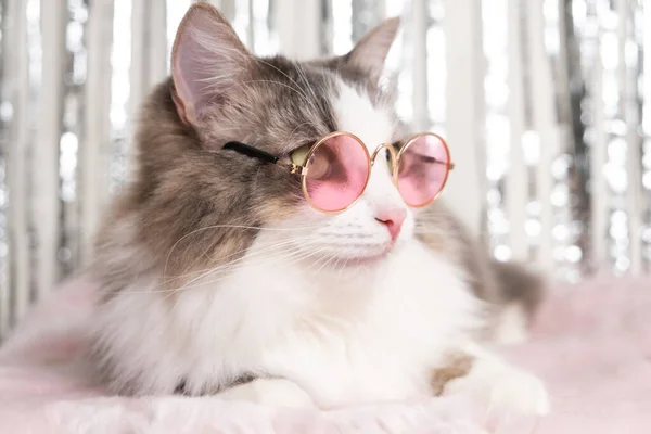 Симпатичная Кошка Лежит Одеяле Розовых Очках Блестящем Фоне Стильный Кот — стоковое фото