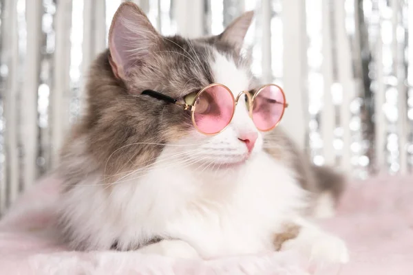 Gato Bonito Encontra Cobertor Óculos Rosa Fundo Brilhante Gato Cinza — Fotografia de Stock