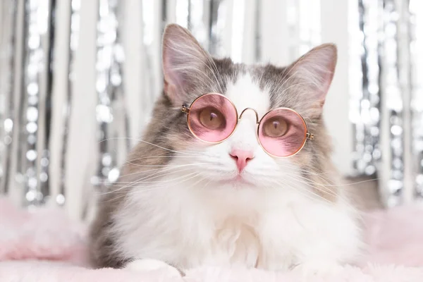 Roztomilá Kočka Leží Přikrývce Růžových Brýlích Lesklém Pozadí Stylová Šedá — Stock fotografie