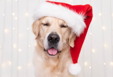 Noel Baba şapkalı bir köpek beyaz arka planda, doğum günü çelengi ile oturuyor. Yeni yıl ve Noel için evcil hayvanlarla dolu bir kartpostal. Golden Retriever rahat ve şenlikli bir atmosferde oturuyor..