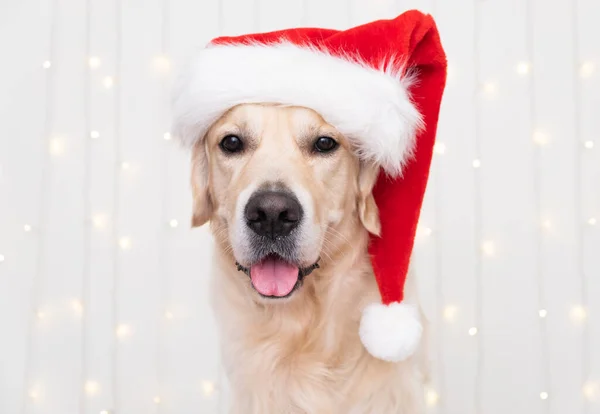 Собака Шляпе Санта Клауса Сидит Белом Фоне Гирляндой День Рождения — стоковое фото