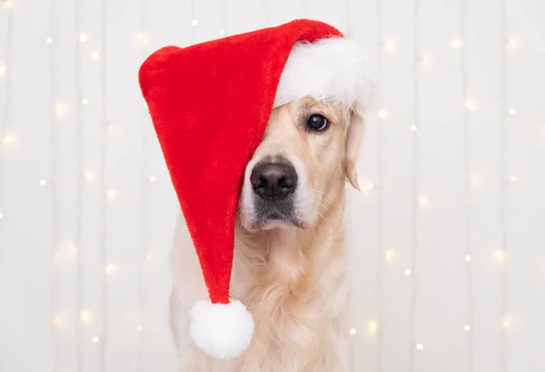 Cão Chapéu Papai Noel Senta Fundo Branco Com Uma Grinalda — Fotografia de Stock
