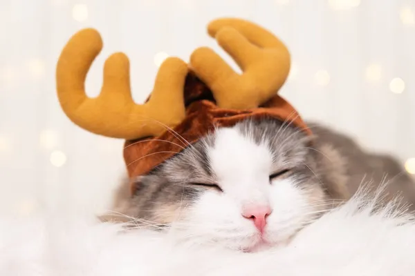 Roztomilá Kočka Vánočním Sobím Klobouku Rohy Spí Pozadí Lehkých Věnců — Stock fotografie