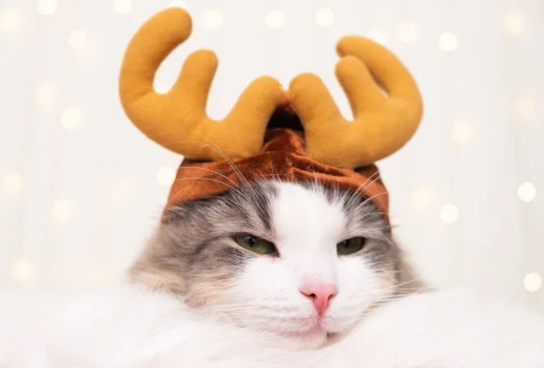 光のガーランドを背景に角のあるクリスマスのトナカイの帽子のかわいい猫が眠っています 新年とクリスマスのためのペットとポストカード — ストック写真