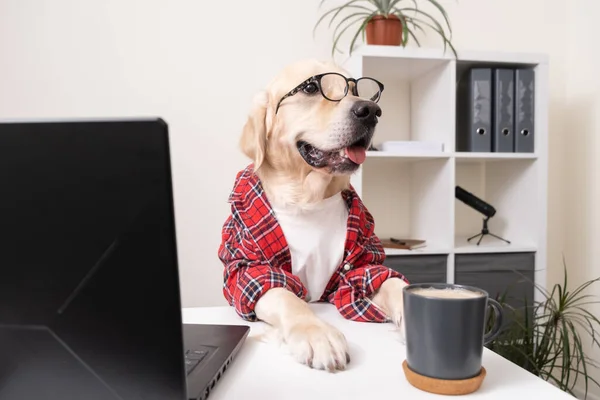 Gömlek ve gözlüklü sevimli komik bir köpek dizüstü bilgisayarda çalışıyor. Masada programcı ya da iş adamı gibi giyinmiş bir golden retriever oturuyor. Evcil hayvan bilgisayarda çalışıyor..