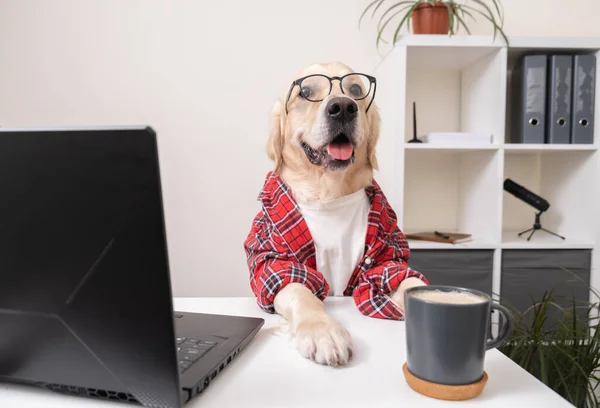 Gömlek ve gözlüklü sevimli komik bir köpek dizüstü bilgisayarda çalışıyor. Masada programcı ya da iş adamı gibi giyinmiş bir golden retriever oturuyor. Evcil hayvan bilgisayarda çalışıyor..