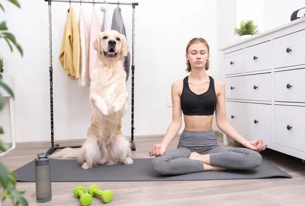 The girl practices yoga at home with her dog. A young woman and her pet are having fun doing home workouts. A funny golden retriever helps its owner to do yoga.