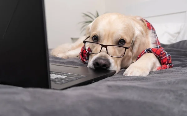 Gömlek ve gözlük takan sevimli komik bir köpek dizüstü bilgisayarda çalışıyor. Golden retriever yatakta programcı ya da iş adamı kılığında oturuyor. Evcil hayvan bilgisayarda çalışıyor..