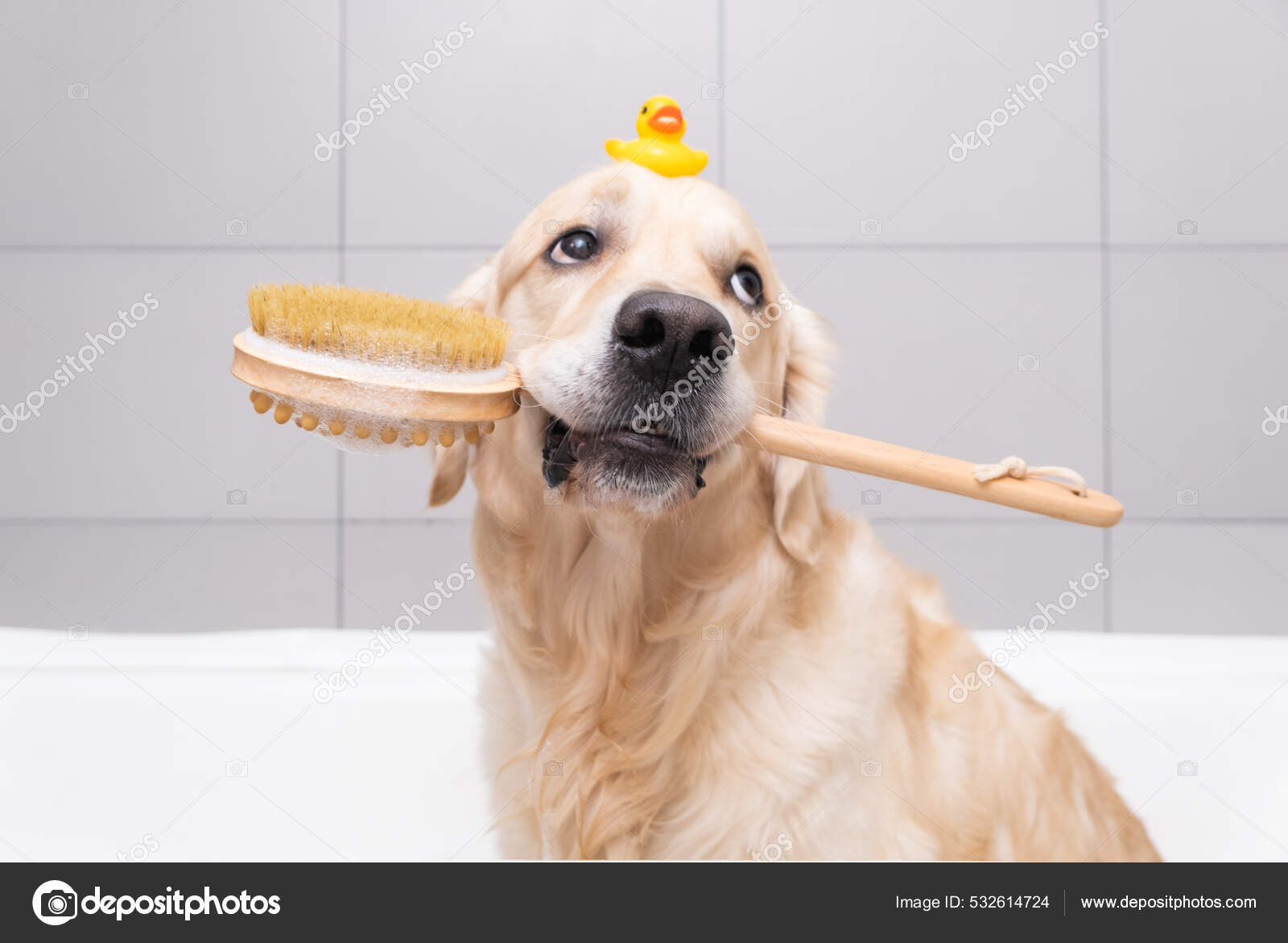Perro Está Sentado Baño Burbujas Con Patito Amarillo Burbujas Jabón — Foto  de stock #532614724 © IrinaKashaeva, image size:1600x1171