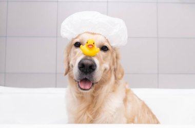 Köpek, sarı bir ördek yavrusu ve sabun köpüğüyle köpük banyosunda oturuyor. Golden Retriever banyo aksesuarlarıyla yıkanır..