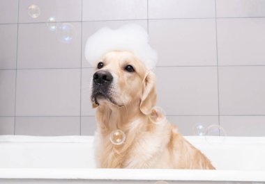 Köpek, sarı bir ördek yavrusu ve sabun köpüğüyle köpük banyosunda oturuyor. Golden Retriever banyo aksesuarlarıyla yıkanır..