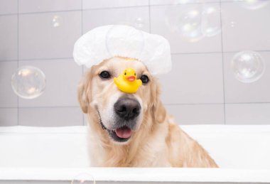Köpek, sarı bir ördek yavrusu ve sabun köpüğüyle köpük banyosunda oturuyor. Golden Retriever banyo aksesuarlarıyla yıkanır..